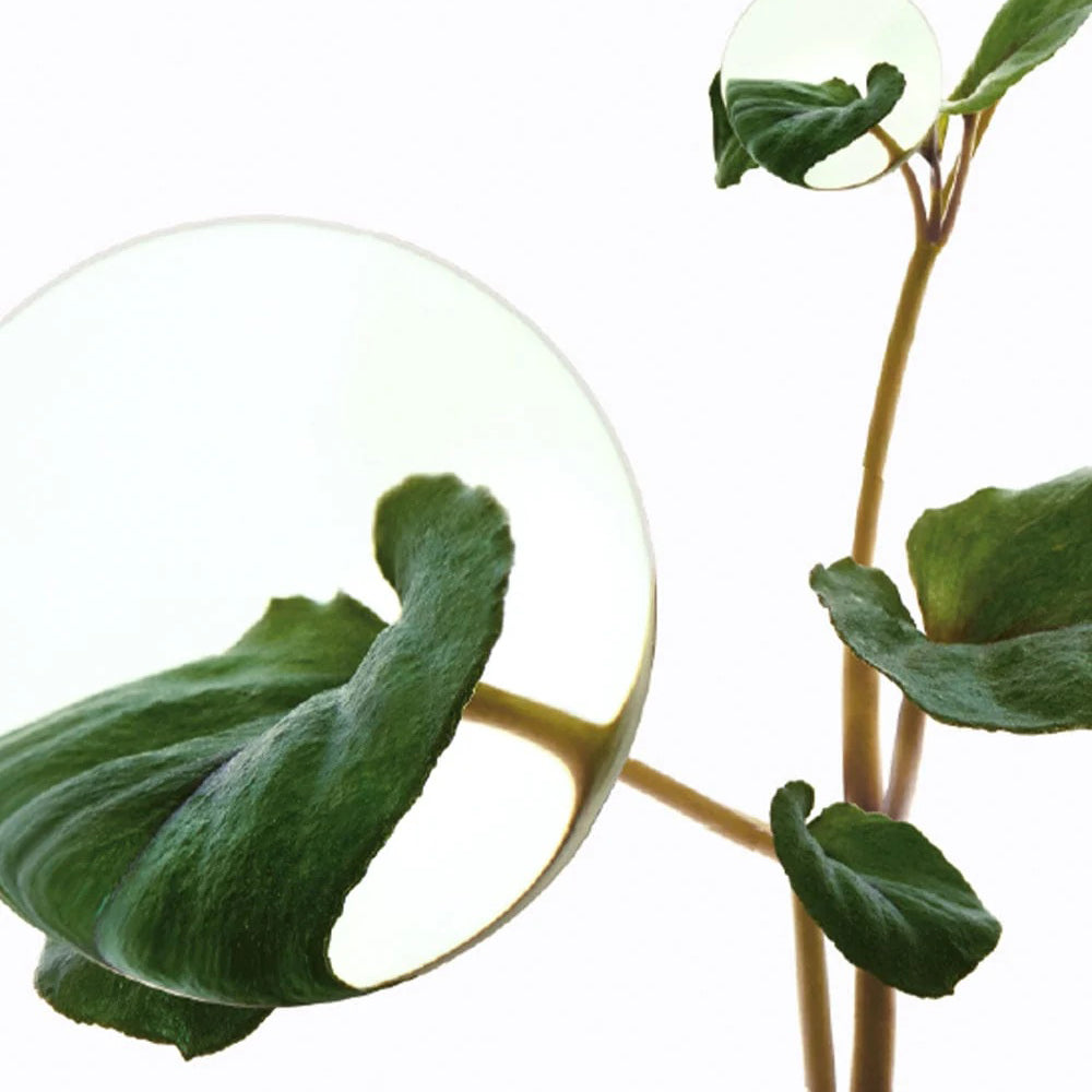 Heartleaf 77 Soothing Toner 250ml