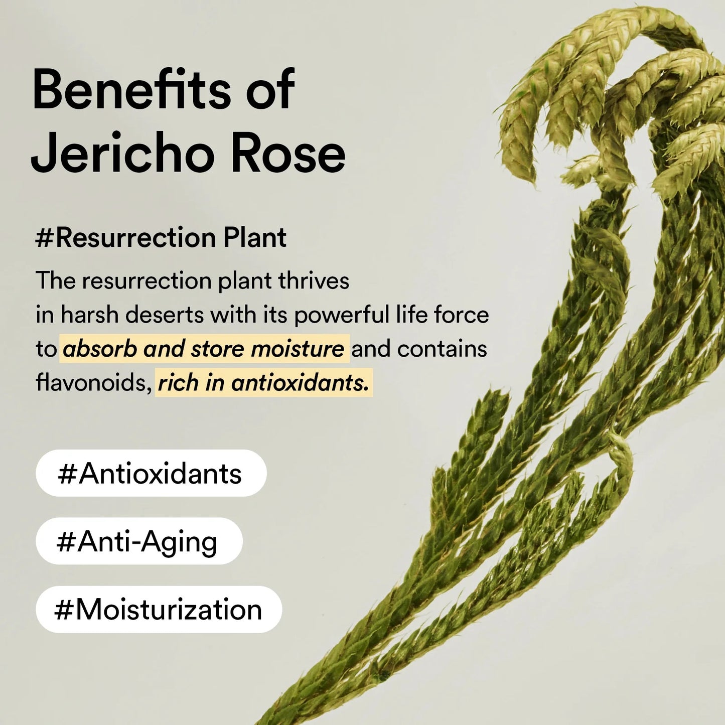Collagen Eye Patch Jericho Rose Jelly 60 Pads